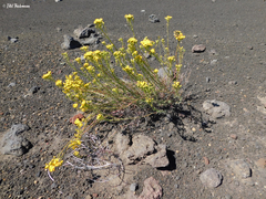 Senecio subumbellatus