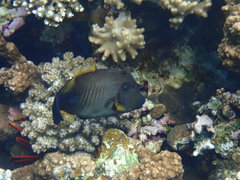 Amanses scopas