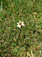 Sisyrinchium chilense