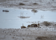 Macrophthalmus setosus