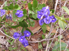 Periandra mediterranea