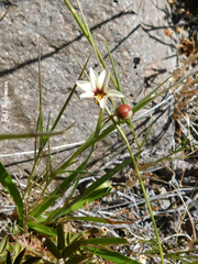 Sisyrinchium chilense