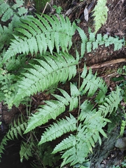 Diplazium esculentum