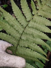 Diplazium esculentum