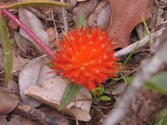 Gomphrena arborescens