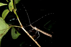 Tithonophasma cancellatum