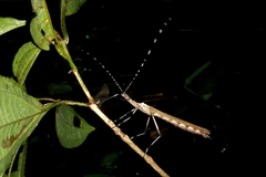 Tithonophasma cancellatum