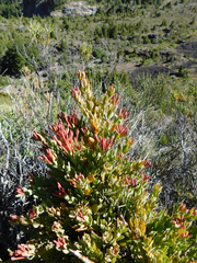 Tristerix verticillatus