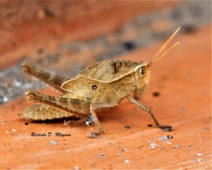 Xyleus discoideus