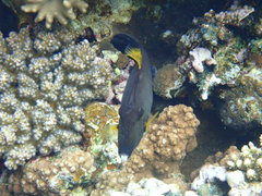 Amanses scopas