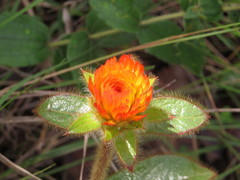 Gomphrena arborescens