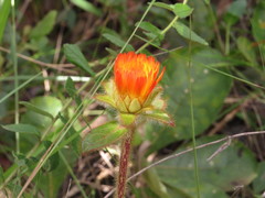 Gomphrena arborescens