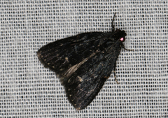 Stericta carbonalis