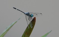 Micrathyria ocellata