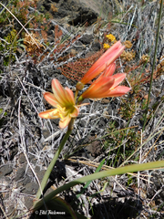Zephyranthes montana