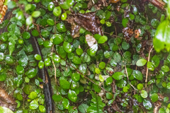 Metrosideros fulgens