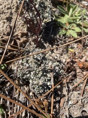 Cladonia prostrata