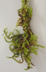 Cladomnion ericoides