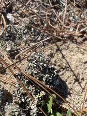 Cladonia prostrata