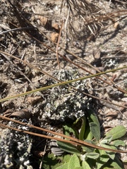 Cladonia prostrata