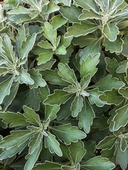 Brachyglottis monroi