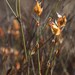 Willdenowia incurvata - Photo (c) Tony Rebelo, algunos derechos reservados (CC BY-SA), uploaded by Tony Rebelo