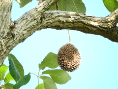 Zeyheria tuberculosa