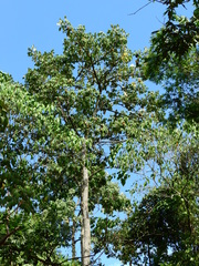 Zeyheria tuberculosa