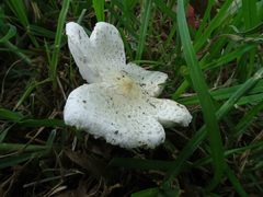 Agaricaceae