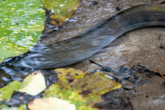 Anguilla dieffenbachii