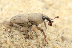 Sphenophorus minimus