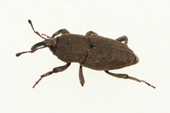 Sphenophorus minimus