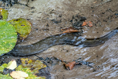 Anguilla dieffenbachii