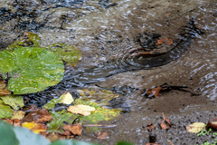 Anguilla dieffenbachii