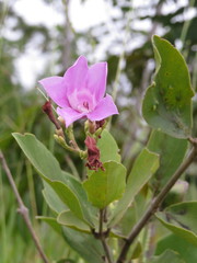 Fridericia platyphylla