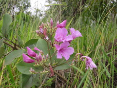 Fridericia platyphylla