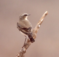 Oenanthe isabellina