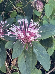Clerodendrum quadriloculare