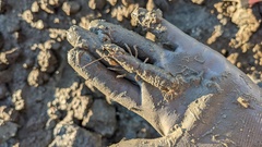 Upogebia pugettensis