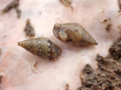 Pseudamycla dermestoidea