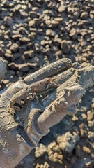 Upogebia pugettensis