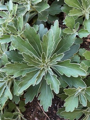 Brachyglottis monroi