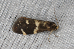 Lepidoscia tyrobathra