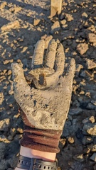 Gillichthys mirabilis