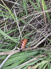 Pseudomeloe espostoi