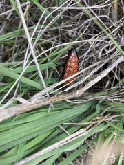 Pseudomeloe espostoi