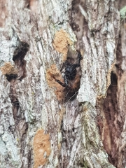 Xysticus bimaculatus