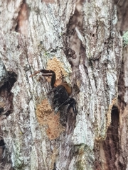 Xysticus bimaculatus