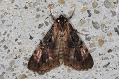 Orthaga thyrisalis