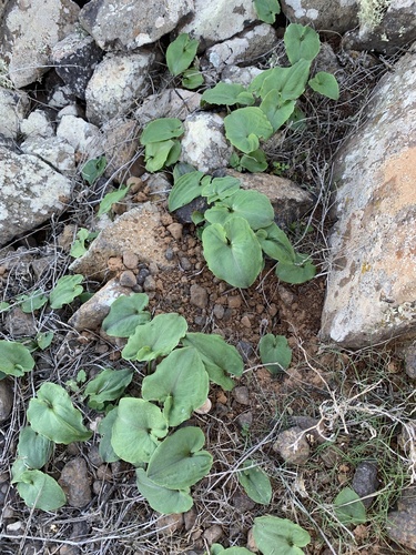 Arisarum simorrhinum image